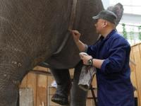 吉林博物馆历时四年“复活”亚洲象