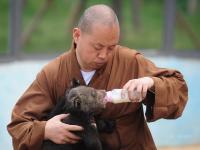 延参法师动物园当保姆 萌态十足