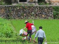 货车侧翻 20多吨货物遭附近村民哄抢