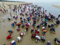 航拍赶海“大军” 千人拾海贝场面壮观