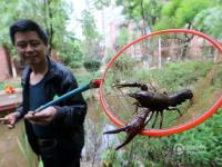 昆明一小区池塘小龙虾泛滥 居民“钓虾”忙