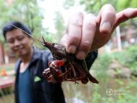 昆明一小区池塘小龙虾泛滥 居民“钓虾”忙