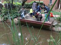 昆明一小区池塘小龙虾泛滥 居民“钓虾”忙