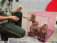 妻子举报丈夫吸毒养小三 民警查获野生猴
