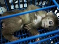 妻子举报丈夫吸毒养小三 民警查获野生猴