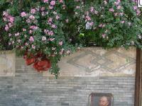 组图：济南“最美小区”被上万朵蔷薇花包围