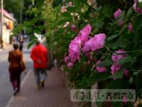 组图：济南“最美小区”被上万朵蔷薇花包围