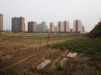 山东滨州居民为应对高菜价垦荒种菜