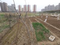 山东滨州居民为应对高菜价垦荒种菜