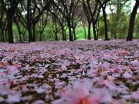 春雨过后