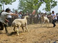 河南安阳举行民间斗羊比赛 场面激烈惊险