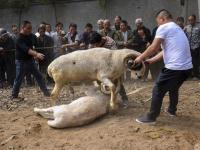 河南安阳举行民间斗羊比赛 场面激烈惊险
