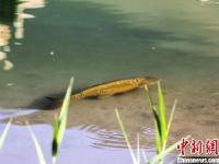敦煌月牙泉再现罕见“铁背鱼”引游人围观