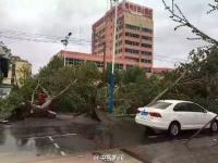 暴雨大风袭击辽宁 大树被连根拔起