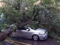 暴雨大风袭击辽宁 大树被连根拔起