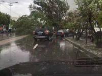 暴雨大风袭击辽宁 大树被连根拔起