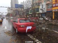 暴雨大风袭击辽宁 大树被连根拔起