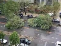 暴雨大风袭击辽宁 大树被连根拔起