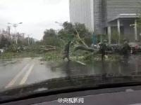 暴雨大风袭击辽宁 大树被连根拔起