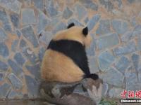 昆明迎立夏 大熊猫玩水消暑