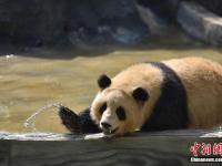 昆明迎立夏 大熊猫玩水消暑
