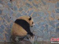 昆明迎立夏 大熊猫玩水消暑