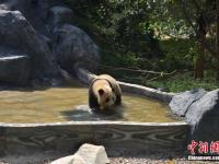 昆明迎立夏 大熊猫玩水消暑