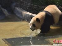 昆明迎立夏 大熊猫玩水消暑
