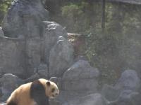 昆明迎立夏 大熊猫玩水消暑