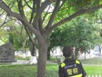 成都9棵行道树惨遭剥皮 “凶手”手法专业