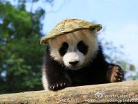 大熊猫戴草帽背背篓 化身