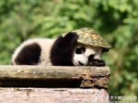 大熊猫戴草帽背背篓 化身