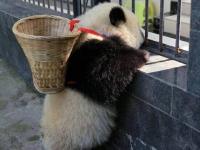 大熊猫戴草帽背背篓 化身