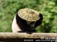大熊猫戴草帽背背篓 化身