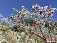 湖北神农架降雪 高山杜鹃披冰甲
