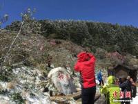 湖北神农架降雪 高山杜鹃披冰甲