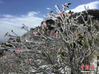 湖北神农架降雪 高山杜鹃披冰甲