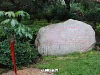 现存唯一一株玄奘手植娑罗树子树 移植大慈恩寺