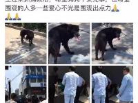 北京一流浪狗头部被箭射穿 箭从前额处穿过