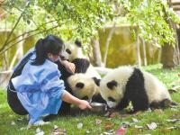 80后美女当熊猫饲养员 称练就一身肌肉