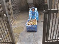 80后美女当熊猫饲养员 称练就一身肌肉