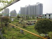合肥一商场楼顶现“天空农场” 市民可购菜地