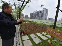 合肥一商场楼顶现“天空农场” 市民可购菜地