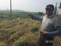 江苏镇江韭菜滞销 农民每天倒掉数百斤