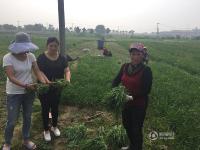 江苏镇江韭菜滞销 农民每天倒掉数百斤