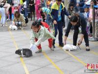 武汉上演趣味“龟兔赛跑” 市民带爱宠参赛