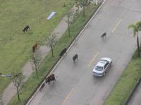 广东一旅游区内牛群“称霸” 与车辆抢道