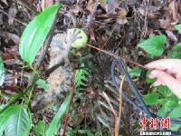 顽皮蜂猴溜进洗车场“冲凉”警民联手救助放生