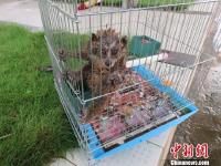 顽皮蜂猴溜进洗车场“冲凉”警民联手救助放生