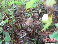 顽皮蜂猴溜进洗车场“冲凉”警民联手救助放生